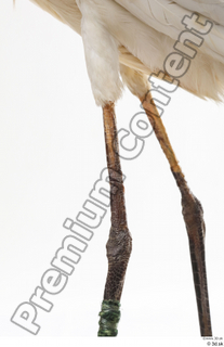 Stork  2 leg 0002.jpg